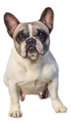 Étalon Bouledogue français - Ruby (Sans Affixe)