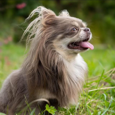 Étalon Chihuahua - Sharl bier russian smile