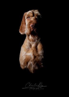 Étalon Braque hongrois à poil dur - Lady zoldmali