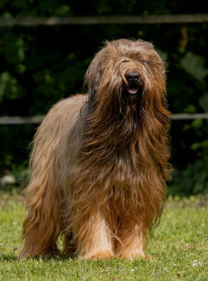 Étalon Berger de Brie - Ch. Podium blond De La Tour Saint-Genin