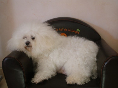 Étalon Bichon Frise - Rafale de la grande equinoxe