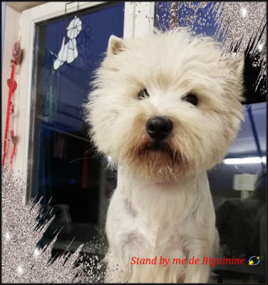 Étalon West Highland White Terrier - Stand by me de Biguinine
