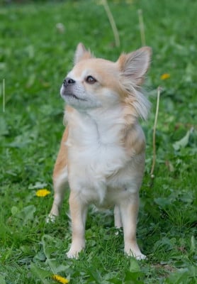 Étalon Chihuahua - Ruby Des Etoiles De La Vergeade