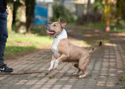 Étalon American Staffordshire Terrier - Romance night''s dream Du chemin des moulins