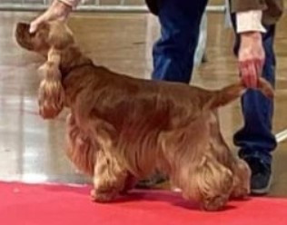 Étalon Cocker Spaniel Anglais - CH. Only hot pepper Des grandes edennes