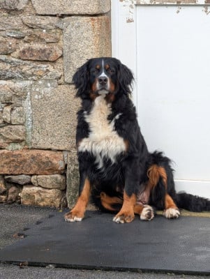 Étalon Bouvier Bernois - R pège du Manoir Des Espiguettes