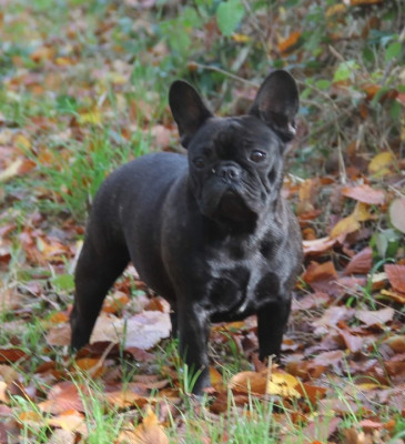 Étalon Bouledogue français - Dominica rus lorens