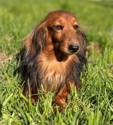 Étalon Teckel poil long - Smarties Des Vents D'Océan