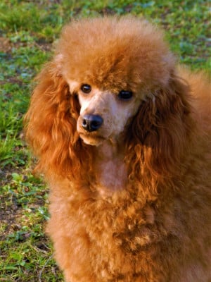 Étalon Caniche - Ruby Golden boy