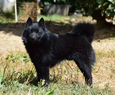 Étalon Schipperke - Underpressure della val metauro