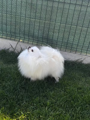 Étalon Spitz allemand - Replay brachy blanche