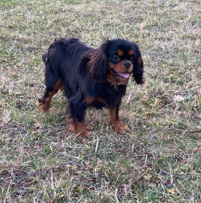 Étalon Cavalier King Charles Spaniel - Praline Des p'tits Bizoulous