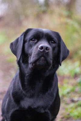 Étalon Labrador Retriever - So naughty but so cute of the Ocean's Smile