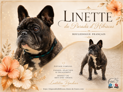 Étalon Bouledogue français - CH. Linette Du Paradis D'Hibiscus