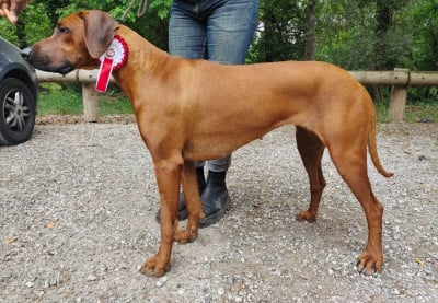 Étalon Rhodesian Ridgeback - Rona roomba chenjerai Simba ya Mazulu