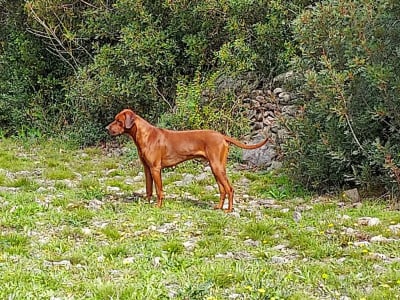 Étalon Rhodesian Ridgeback - Simba ya Mazulu Rio chabenge