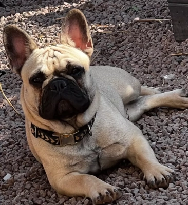 Étalon Bouledogue français - Sidney Angel Of The Sea