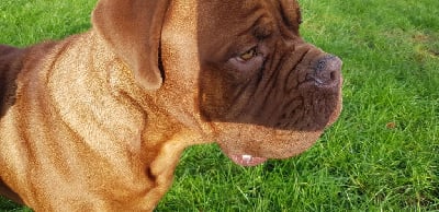 Étalon Dogue de Bordeaux - Snooky By Centeline