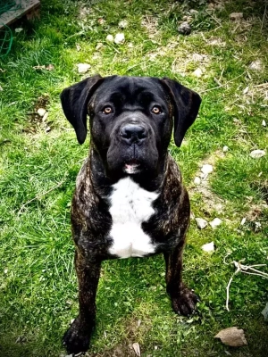 Étalon Cane Corso - Ragnar le temple de jade