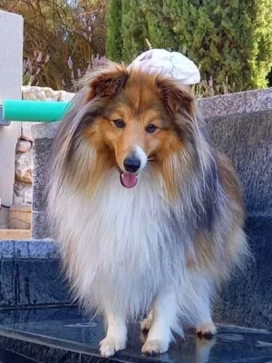 Étalon Shetland Sheepdog - Phox Of Lovely Fairy Blue