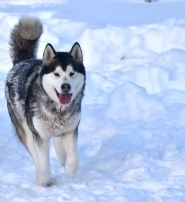 Étalon Alaskan Malamute - Souvenir of sitka's Pale blue moon