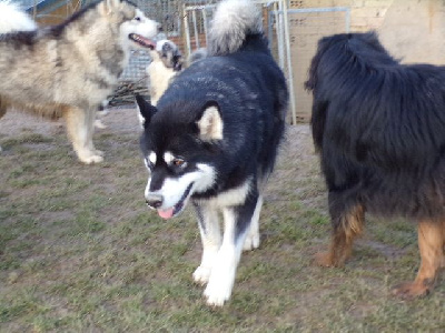 Étalon Alaskan Malamute - Zvezdnaya noch iz orlinogo gnezda