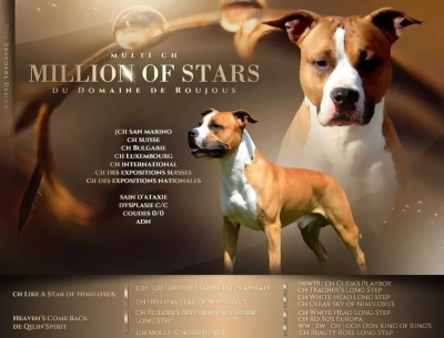 Étalon American Staffordshire Terrier - CH. Million of stars Du Domaine De Roujus