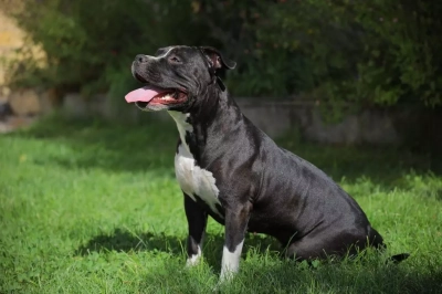 Étalon American Staffordshire Terrier - pearl