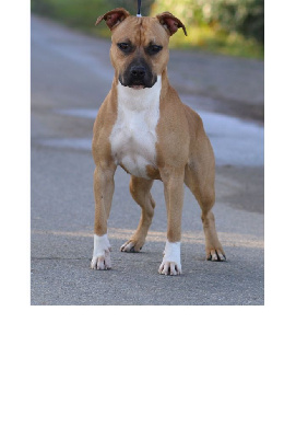 Étalon American Staffordshire Terrier - Thoresteel Rosa bella ciao