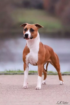 Étalon American Staffordshire Terrier - CH. Reilly Of The Garden Of Love