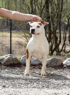 Étalon American Staffordshire Terrier - Red sparrow By Gold Black Mountain