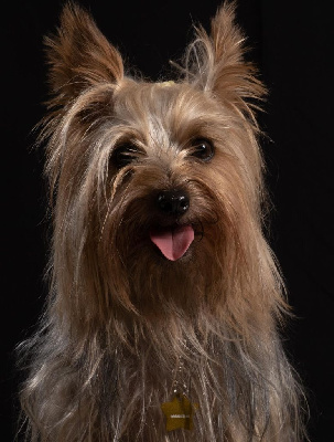 Étalon Australian Silky Terrier - Rosie roseanne vom grauen strom