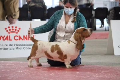 Étalon Basset Hound - Rasta croquette du Haras de la Vergne