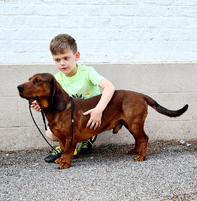 Étalon Basset des Alpes - Paco De ladelazolle