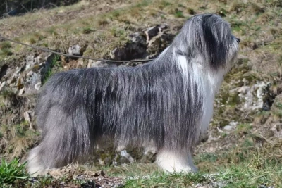 Étalon Bearded Collie - Native des Emeraudes du Lac