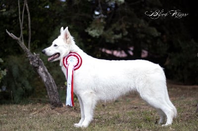 Étalon Berger Blanc Suisse - CH. Taktika iz beloy brigady