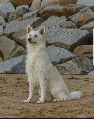 Étalon Berger Blanc Suisse - Joye forever De La Tour De Babel