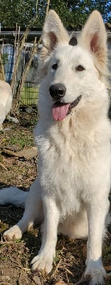 Étalon Berger Blanc Suisse - Neige (Sans Affixe)