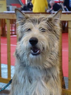 Sam De stephieci