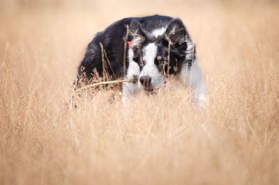 Étalon Border Collie - Reine Du Royaume Des Louves Noires