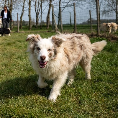 Étalon Border Collie - Spicy Des marais de courmont