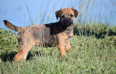 Étalon Border Terrier - Vlatipa Sila anne