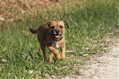 Étalon Border Terrier - Osmose Des petites nouches