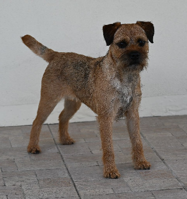 Étalon Border Terrier - CH. Happystone Panam