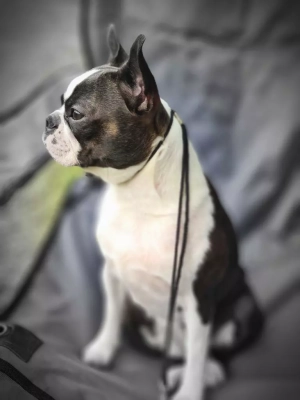 Étalon Boston Terrier - Rhapsody de la casa picasso