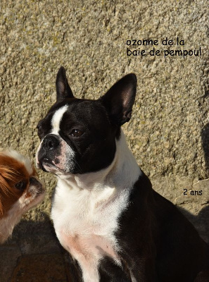 Étalon Boston Terrier - Ozonne De la baie de pempoul