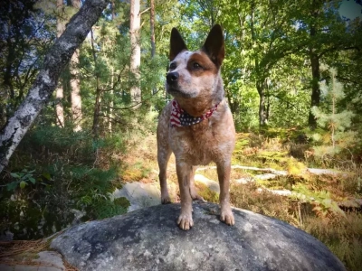 Étalon Bouvier australien - CH. Jessie ou jolene red du Shuunka Takan