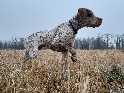 Étalon Braque du Bourbonnais - CH. Shérif Du Bois De La Hulotte