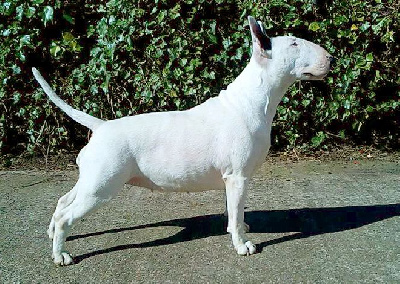 Étalon Bull Terrier - CH. Trick or treat Jaunty air