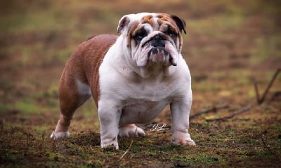 Étalon Bulldog Anglais - james-bull Bonnie